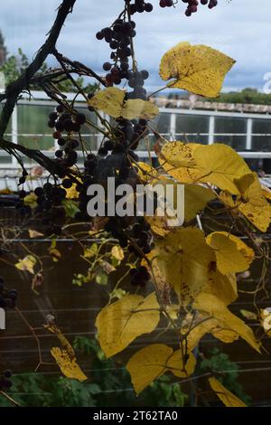 Gelbe Blätter und rote Trauben Stockfoto