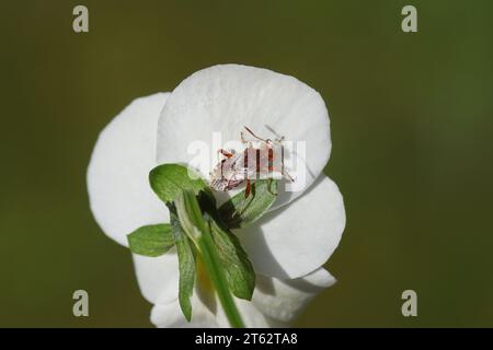 Nahaufnahme des Bugs Rhopalus subrufus. Familie Geruchslose Pflanzenfresser (Rhopalidae). Auf der Rückseite einer Blume eines weißen Gartenstiefmütterchens. Frühling, März, Stockfoto