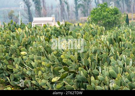 Sanguigna Feigenkraut - Sizilien - Italien Stockfoto