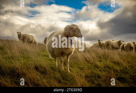 Weideszene mit einer Schafherde mit einem davon im Vordergrund mit sanftem Licht in den Bergen der Navarra Pyrenäen, Navarra, Spanien Stockfoto