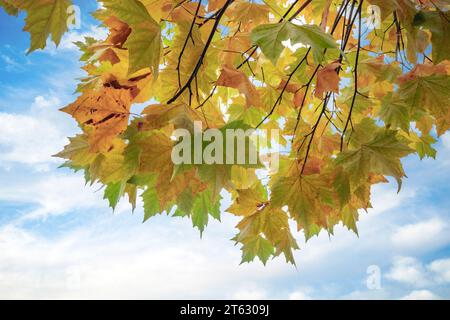 Schöne und herbstliche Ahornzweige mit ihren Blättern in verschiedenen Tönen auf einem weichen blauen Himmel Hintergrund Stockfoto