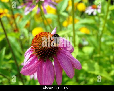 Hummel sitzt im Sommer auf einer rosa Blume Stockfoto