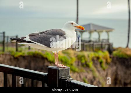 Möwen stehen am Pier in Pismo Beach, Kalifornien. Klippen und Strand am Pismo Beach Shores, San Luis Obispo County, Kalifornien. Möwe an einem öffentlichen Ort vor dem Hintergrund des Ozeans. Stockfoto