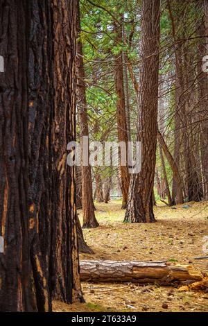 Rinde einer riesigen Mammutmammutbäume, Sequoiadendron giganteum und einer Höhle, die Anzeichen von vergangenem Feuer zeigt – Textur oder Hintergrund. Verbrannte Rinde eines Küstenmammutbaums in Nordkalifornien Stockfoto