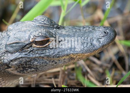 Eine Nahaufnahme eines Alligatorauges. Stockfoto