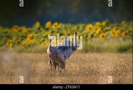 Familie der Kraniche (Grus grus) im Sommer Sonnenuntergangslicht auf dem Feld vor verschwommenem Sonnenblumenhintergrund, Woiwodschaft Podlakien, Polen, Europa Stockfoto