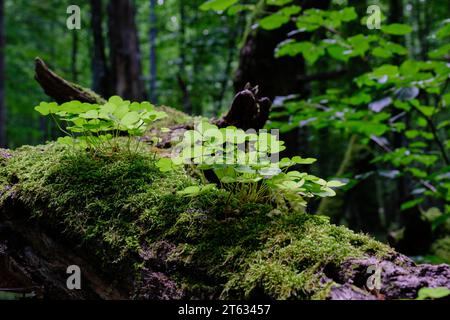 Sauerampfer(Oxalis acetosella) Pflanzennahmeband vor unfokussiertem moosigem Hintergrund, Bialowieza Forest, Polen, Europa Stockfoto