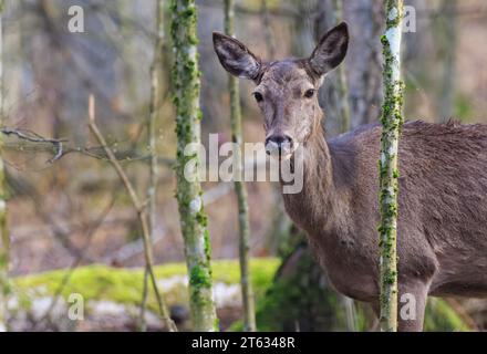 Rotwild (Cervus elaphus), weiblich, das in die Kamera schaut, im Frühling Laubwald, Bialowieza Wald, Polen, Europa Stockfoto