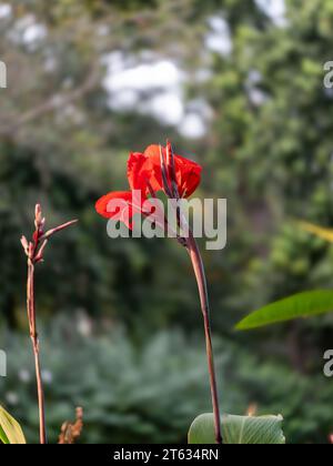 Schöne Blumen Bilder hauptsächlich Rote Rose Bilder. Dieses Foto wurde von Victoria Garden Ahmedabad aufgenommen. Alle Fotos werden hauptsächlich in Werbeanzeigen und Love Creation verwendet. Stockfoto