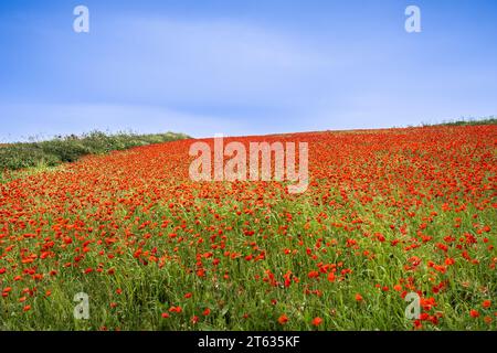 Der atemberaubende Anblick eines Feldes voller Common Poppies Papaver Rhoeas an der Küste von Crantock Bay in Newquay in Cornwall, Großbritannien in Europa Stockfoto