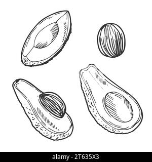 Vector Sketch Avocado dekoratives Set. Handgezeichnete Botanische Illustrationen. Schwarzweiß mit Strichgrafik isoliert auf weißem Hintergrund. Fruchtzeichnungen Stock Vektor