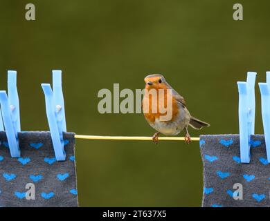 Europäischer robin Erithacus rubecula, auf der Wäscheleine mit Socken und Stiften, County Durham, England, UK, März. Stockfoto