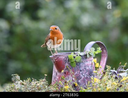 Europäischer robin Erithacus rubecula, auf alter Metallkrug im Garten, County Durham, England, Großbritannien, November. Stockfoto