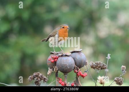 Europäischer robin Erithacus rubecula, auf dekorativen Stahlmohnköpfen im Garten, County Durham, England, Großbritannien, Januar. Stockfoto