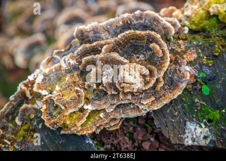 Pilze, die auf Baumstümpfen wachsen, in Highgate Wood, London, England Stockfoto