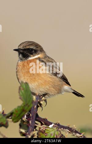 Europäischer Stonechat (Saxicola torquata) Wintermännchen Norfolk November 2023 Stockfoto