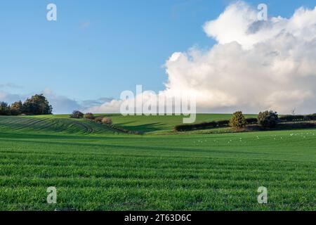 Grüne Felder und ferne Schafe im ländlichen Sussex Stockfoto