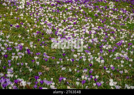 Eine ganze Wiese voller weißer und lila Krokusse Stockfoto