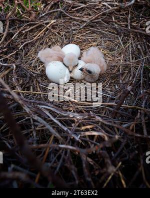 Hühner harrier Küken und Eier auf Nest, Zirkus cyaneus, Zuchtvögel, Großbritannien Stockfoto