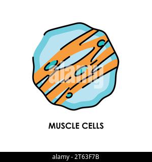 Symbol für die Farblinie der Muskelzellen. Mikroorganismen Mikroben, Bakterien. Vektorisoliertes Element. Bearbeitbare Kontur. Stock Vektor