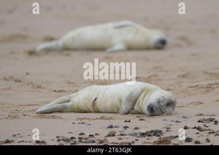 Ein neugeborener Graurobbenjunge schläft am Strand von Horsey in Norfolk, da die Jungsaison an einem der wichtigsten Orte Großbritanniens für die Säugetiere beginnt. Im vergangenen Jahr wurden an der fünf Kilometer langen Küste in Norfolk fast 4.000 Seehundrobben geboren, was einen Rekord für die Region darstellt. Die Robbenpopulation zwischen Waxham und Winterton zieht jeden Winter Tausende von Besuchern an, da die jungen Robben entwöhnt werden, bevor sie wieder ins Meer gelangen. Bilddatum: Mittwoch, 8. November 2023. Stockfoto