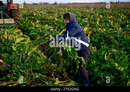 Hostin, Tschechische Republik. November 2023. Die erste Ernte von tschechischem Meerrettich aus neu bepflanzten Feldern in Hostin u Vojkovic im Bezirk Melnik, Mittelböhmische Region, nach mehr als 30 Jahren, 8. November 2023. Quelle: Ondrej Deml/CTK Photo/Alamy Live News Stockfoto