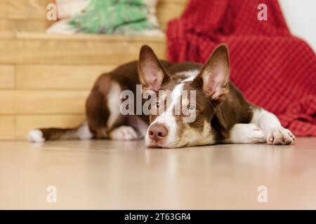 Border Collie Hund Rasse liegend zu Hause. Gemütliches Interieur. Haustierfreundlich. Haushund Stockfoto