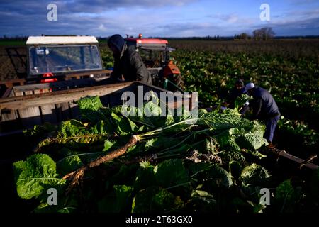 Hostin, Tschechische Republik. November 2023. Die erste Ernte von tschechischem Meerrettich aus neu bepflanzten Feldern in Hostin u Vojkovic im Bezirk Melnik, Mittelböhmische Region, nach mehr als 30 Jahren, 8. November 2023. Quelle: Ondrej Deml/CTK Photo/Alamy Live News Stockfoto