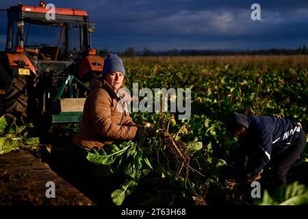 Hostin, Tschechische Republik. November 2023. Die erste Ernte von tschechischem Meerrettich aus neu bepflanzten Feldern in Hostin u Vojkovic im Bezirk Melnik, Mittelböhmische Region, nach mehr als 30 Jahren, 8. November 2023. Quelle: Ondrej Deml/CTK Photo/Alamy Live News Stockfoto