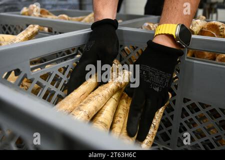 Hostin, Tschechische Republik. November 2023. Die erste Ernte von tschechischem Meerrettich aus neu bepflanzten Feldern in Hostin u Vojkovic im Bezirk Melnik, Mittelböhmische Region, nach mehr als 30 Jahren, 8. November 2023. Quelle: Ondrej Deml/CTK Photo/Alamy Live News Stockfoto