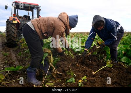 Hostin, Tschechische Republik. November 2023. Die erste Ernte von tschechischem Meerrettich aus neu bepflanzten Feldern in Hostin u Vojkovic im Bezirk Melnik, Mittelböhmische Region, nach mehr als 30 Jahren, 8. November 2023. Quelle: Ondrej Deml/CTK Photo/Alamy Live News Stockfoto