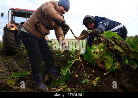 Hostin, Tschechische Republik. November 2023. Die erste Ernte von tschechischem Meerrettich aus neu bepflanzten Feldern in Hostin u Vojkovic im Bezirk Melnik, Mittelböhmische Region, nach mehr als 30 Jahren, 8. November 2023. Quelle: Ondrej Deml/CTK Photo/Alamy Live News Stockfoto