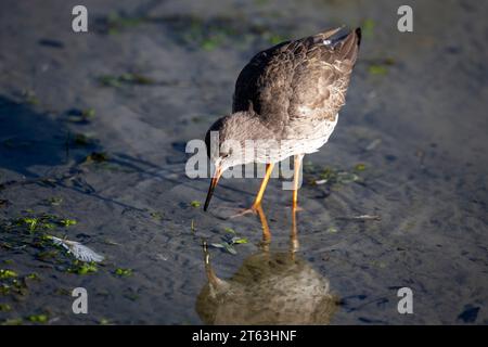 Rotschenkel - Tringa totanus. Ein Tag in der WWT Slimbridge. Stockfoto