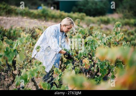 Seitenansicht einer Farmerin in schwarzen Handschuhen, die reife Trauben mit einer Beschnittenschere erntet, während sie Früchte im Weinberg erntet Stockfoto