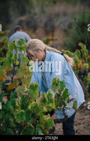 Junge, fokussierte Farmerin, die reife Trauben erntet, während sie mit anonymen männlichen Kollegen im Weinberg Früchte erntet Stockfoto