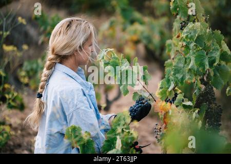 Seitenansicht einer Farmerin in schwarzen Handschuhen, die reife Trauben mit einer Beschnittenschere erntet, während sie Früchte im Weinberg erntet Stockfoto