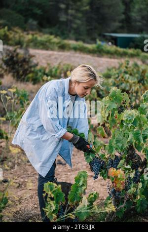 Seitenansicht einer Farmerin in schwarzen Handschuhen, die reife Trauben mit einer Beschnittenschere erntet, während sie Früchte im Weinberg erntet Stockfoto