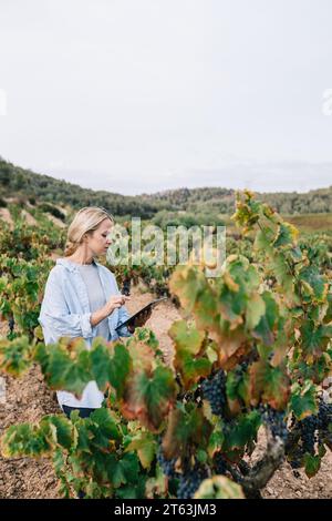 Seitenansicht einer fokussierten Agronomin in Freizeitkleidung mit digitalem Tablet bei der Untersuchung von Trauben im Weinberg auf landwirtschaftlicher Plantage Stockfoto