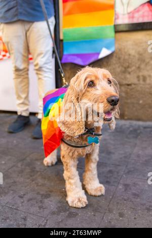 Der neugierige Cocker Spaniel Hund mit farbenfrohen Stoffen, der den Stolz von LGBTQ+ symbolisiert, steht aufmerksam auf einem Kopfsteinpflasterpfad Stockfoto
