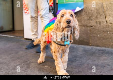 Der neugierige Cocker Spaniel Hund mit farbenfrohen Stoffen, der den Stolz von LGBTQ+ symbolisiert, steht aufmerksam auf einem Kopfsteinpflasterpfad Stockfoto