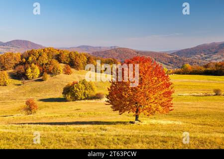 Ein Baum mit einer orangen Krone im Vordergrund einer herbstlichen Landschaft. Das Stiavnica-Gebirge in der südlichen Mittelslowakei, Europa. Stockfoto