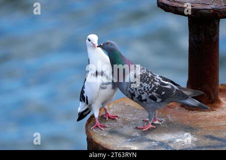 Zwei Tauben mit liebevollem Verhalten auf einem rostigen Metallpfosten im Meer Stockfoto