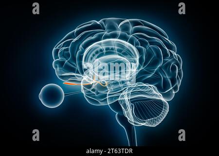 Riechtrakt mit Bulbus- und Nervenröntgenaufnahme 3D-Rendering-Illustration. Menschliches Gehirn und limbisches System Anatomie, Medizin, Gesundheitswesen, Biologie, Wissenschaft Stockfoto