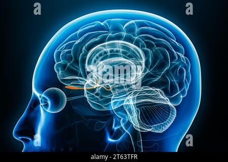 Geruchstrakt mit Nerven- und Bulbusröntgenprofil Nahansicht 3D-Rendering-Illustration mit Körperkonturen. Anatomie des menschlichen Gehirns und des limbischen Systems, m Stockfoto