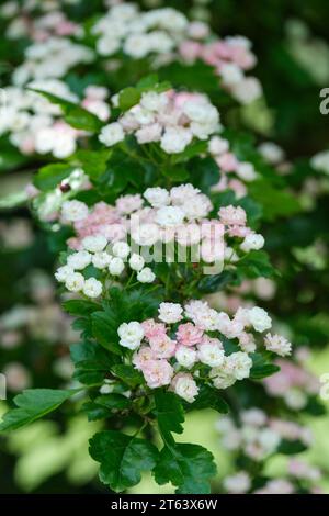 Crataegus alba plena, doppelter weißer Weißdorn, Ansammlungen doppelter weißer Blüten, die bis rosa Reifen Stockfoto