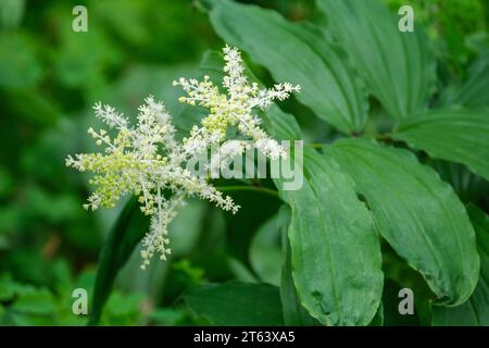 Maianthemum racemosum, falsches Salomonsiegel, falsches Spikenard, amerikanisches Spikenard, klein, cremeweiße Blüten im späten Frühling Stockfoto