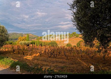 Weinberg, edles Dorf d'Evenos Var Provence alpes cotes d'azur Stockfoto