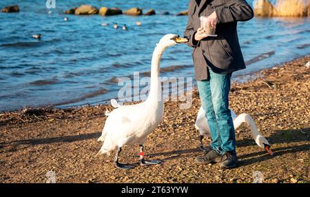 Junge im Mantel Fütterung Enten und Schwäne am Ufer See Hafer kalten Frühlingstag Stockfoto