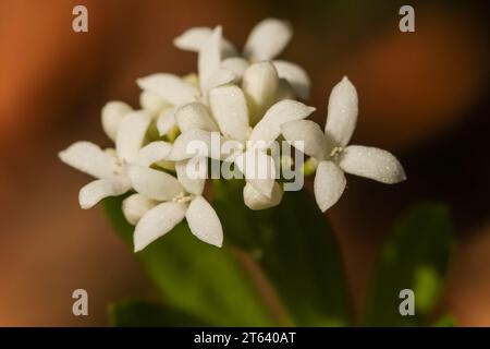 Der im Buchenwald blühende Süßholzwurz (Galium odoratum) Stockfoto