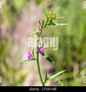 Misopates orontium, Weasel's-Snout Plant Stockfoto